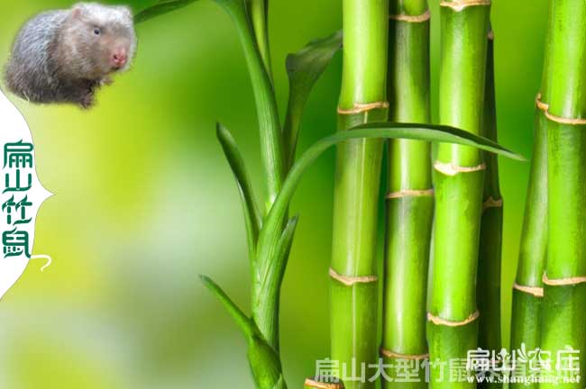 2024年1月貴州銅仁竹鼠養殖新方法 夏天降溫方法 竹鼠糞便