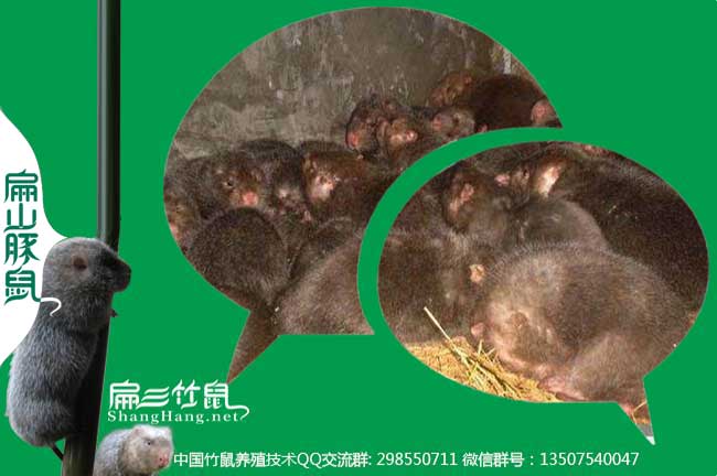 贛州中華竹鼠種苗