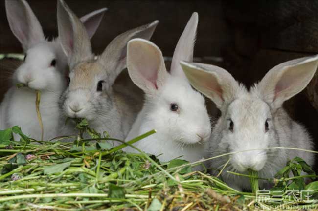 福建大型規模種兔肉竹鼠種苗 養殖基地哪里有 多少錢一只？