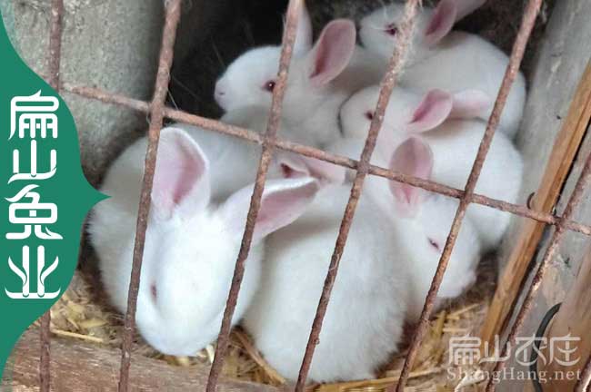 閩西竹鼠養殖網：龍巖散養野兔花兔子養殖基地18-25元/斤